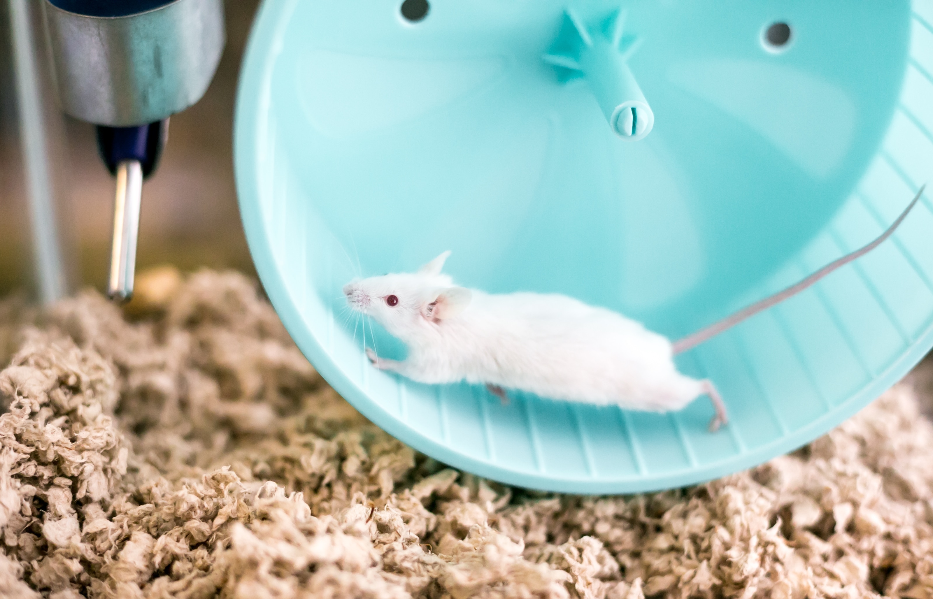 White mouse running